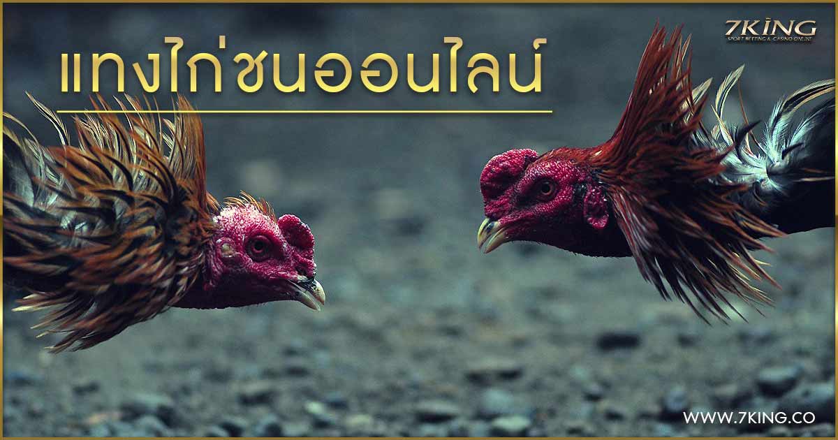 แทงไก่ชนออนไลน์
