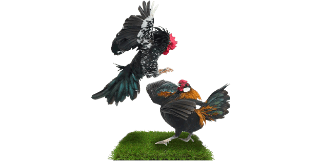 cockvscock